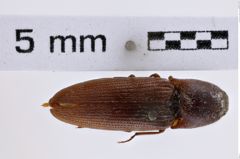 Foto (Dorsalansicht) von Melanotus piceatus (NHMW-ZOO-COL-0007782)